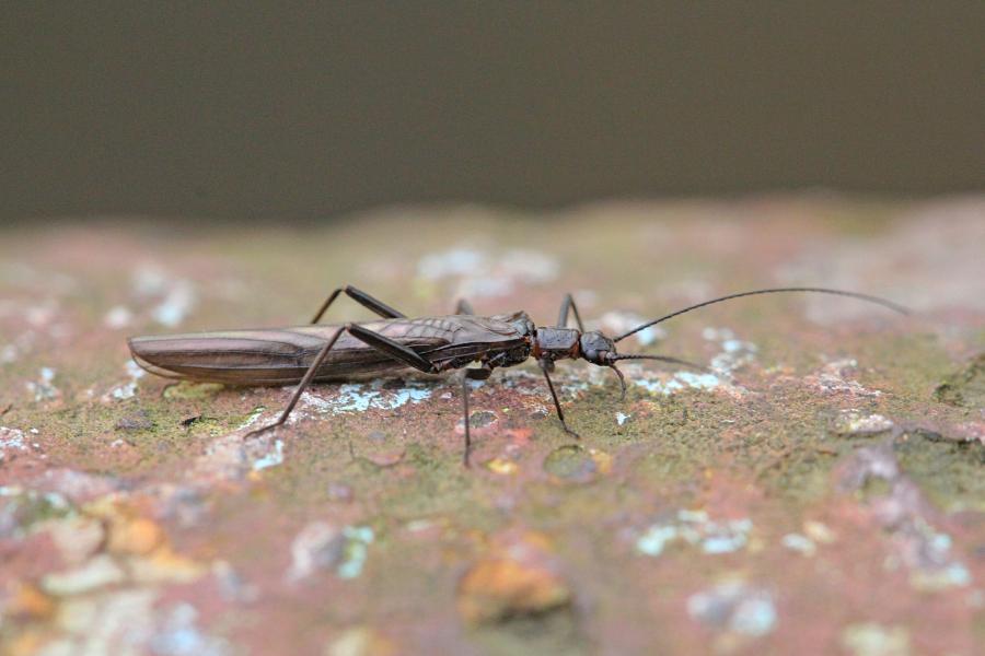 Веснянка (лат. Plecoptera) древнее крылатое насекомое тёмно-коричневого цвета с длинными прозрачными крыльями, появляющееся около рек ранней весной и поздней осенью