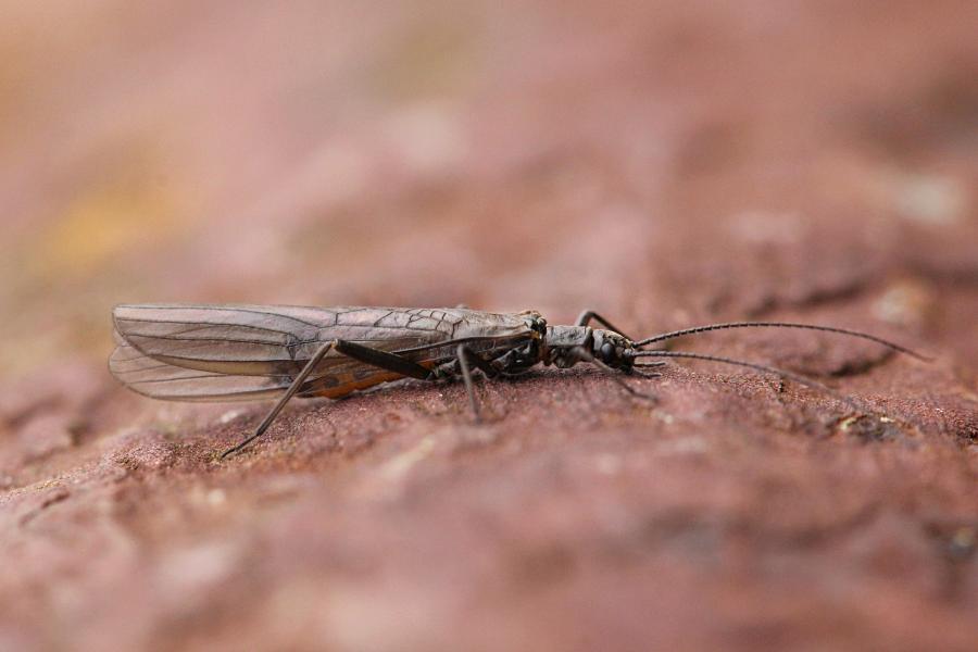 Веснянка (лат. Plecoptera) древнее крылатое насекомое тёмно-коричневого цвета с длинными прозрачными крыльями, появляющееся около рек ранней весной и поздней осенью