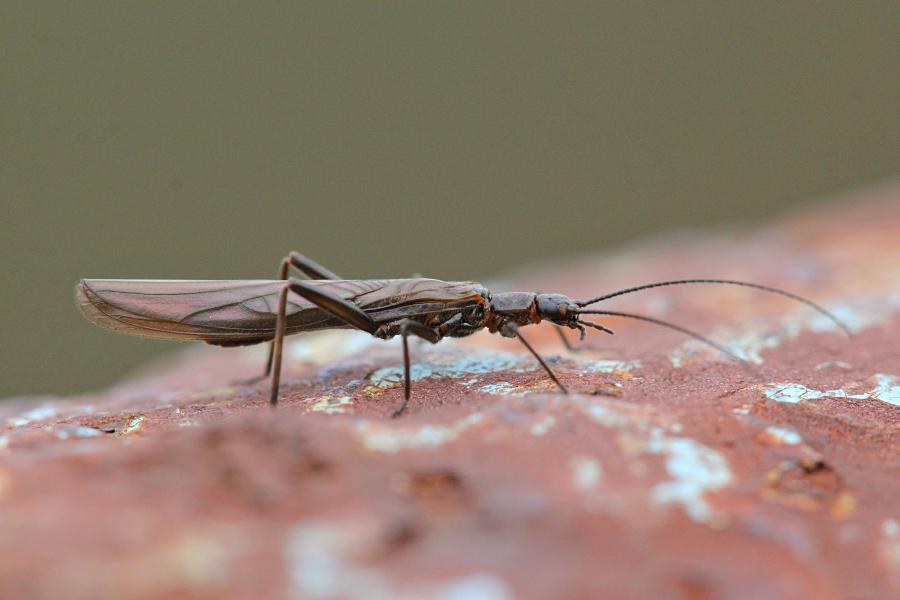 Веснянка (лат. Plecoptera) древнее крылатое насекомое тёмно-коричневого цвета с длинными прозрачными крыльями, появляющееся около рек ранней весной и поздней осенью