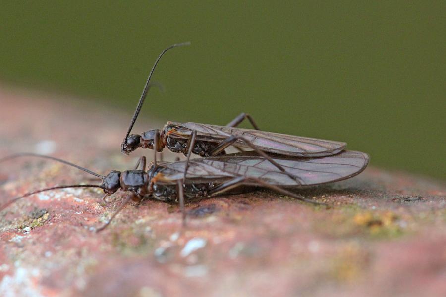 Копуляция веснянок (лат. Plecoptera) древнее крылатое насекомое тёмно-коричневого цвета с длинными прозрачными крыльями, появляющееся около рек ранней весной и поздней осенью