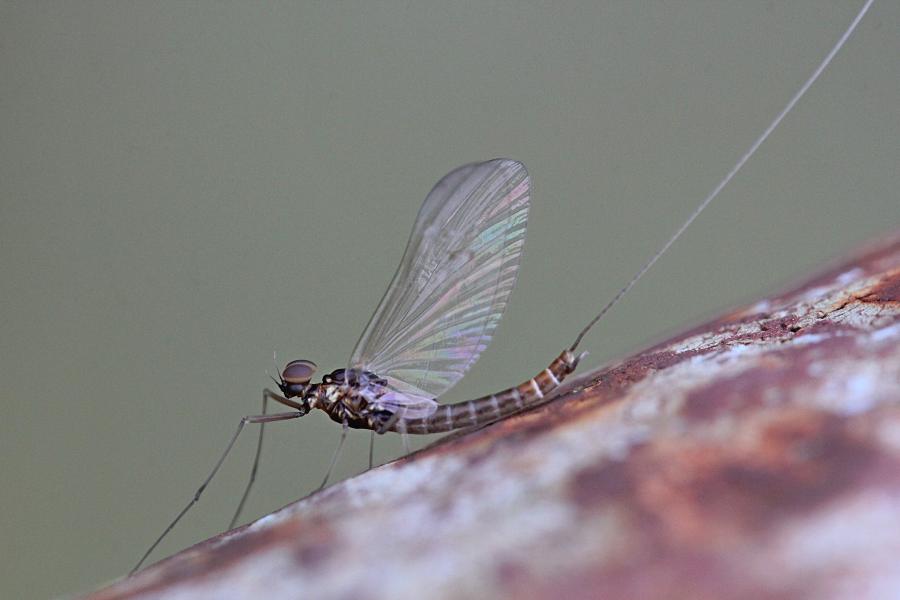 Крылатые подёнки (лат. Ephemeroptera) с тонкими сетчатыми крыльями и тремя длинными нитями на хвосте поздней осенью (сентябрь-октябрь) на берегах реки Мостовицы