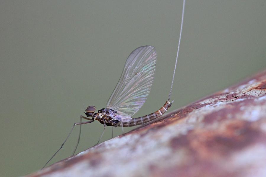 Крылатые подёнки (лат. Ephemeroptera) с тонкими сетчатыми крыльями и тремя длинными нитями на хвосте поздней осенью (сентябрь-октябрь) на берегах реки Мостовицы