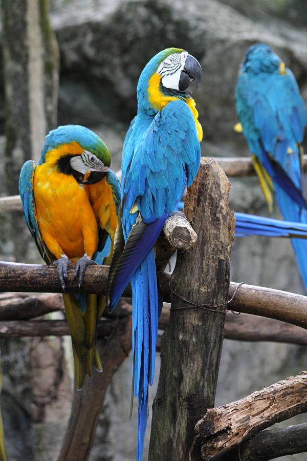 Спящий попугай сине-жёлтый ара (лат. Ara ararauna) #крыльяногиихвосты с голубыми крыльями, жёлтым животом и белым лицом