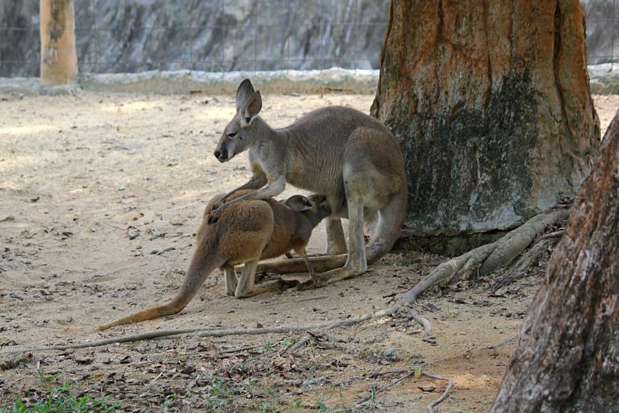 Крупный подросток большого рыжего кенгуру (лат. Macropus rufus) засунул голову в мамину сумку и сосёт молоко #крыльяногиихвосты