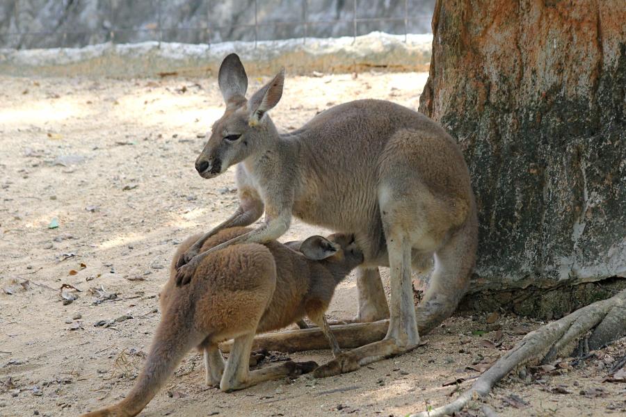 Крупный подросток большого рыжего кенгуру (лат. Macropus rufus) засунул голову в мамину сумку и сосёт молоко #крыльяногиихвосты