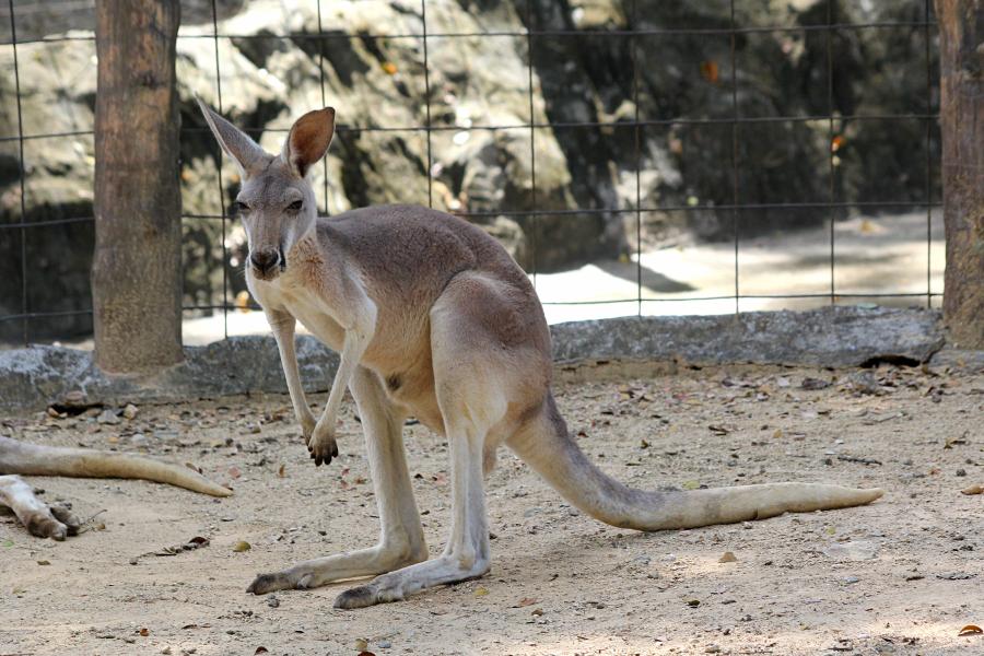 Большой рыжий кенгуру (лат. Macropus rufus) в зоопарке города Чиангмай, Таиланд #крыльяногиихвосты