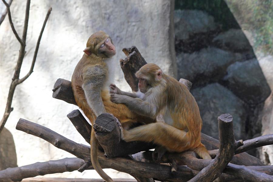 Обезьяний SPA: макака с выражением блаженствва на мордочке, пока другая обезьянка ухаживает за её шерстью. #крыльяногиихвосты
