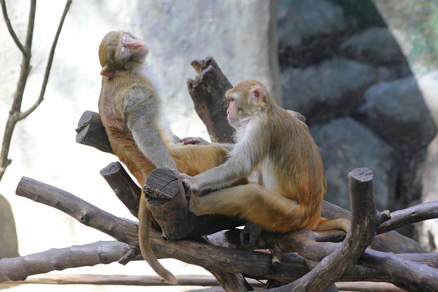 Обезьяний SPA: макака с выражением блаженствва на мордочке, пока другая обезьянка ухаживает за её шерстью. #крыльяногиихвосты