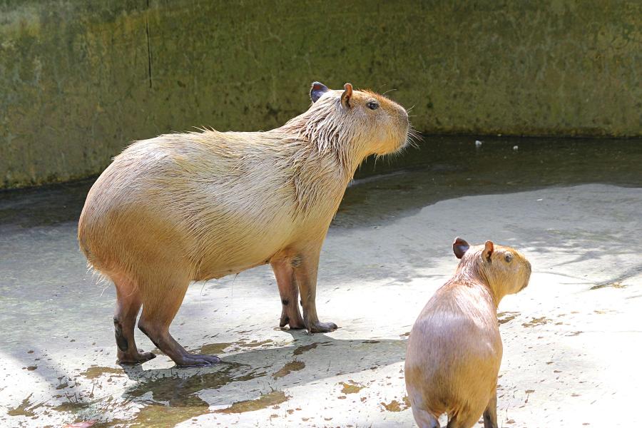 Капибара или водосвинка (лат. Hydrochoerus hydrochaeris) - самый крупный грызун в мире