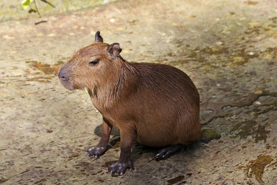 Капибара или водосвинка (лат. Hydrochoerus hydrochaeris) - самый крупный грызун в мире