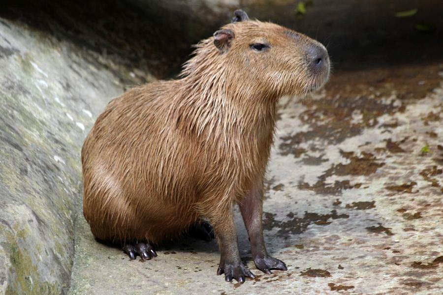 Капибара или водосвинка (лат. Hydrochoerus hydrochaeris) - самый крупный грызун в мире