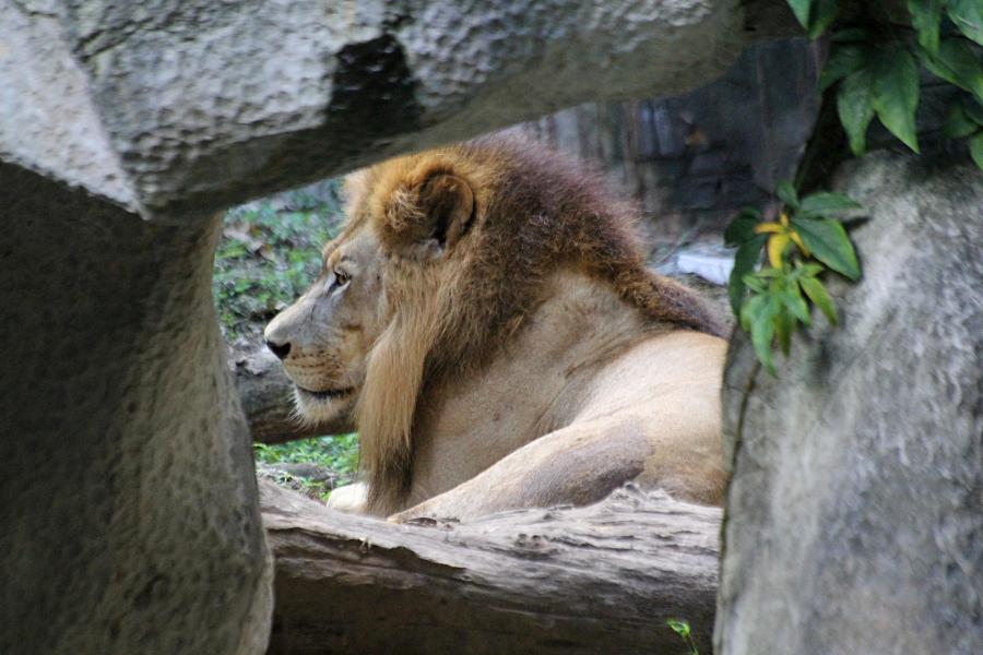 Лев (лат. Panthera leo) с пышной гривой лежит на траве среди камней #крыльяногиихвосты