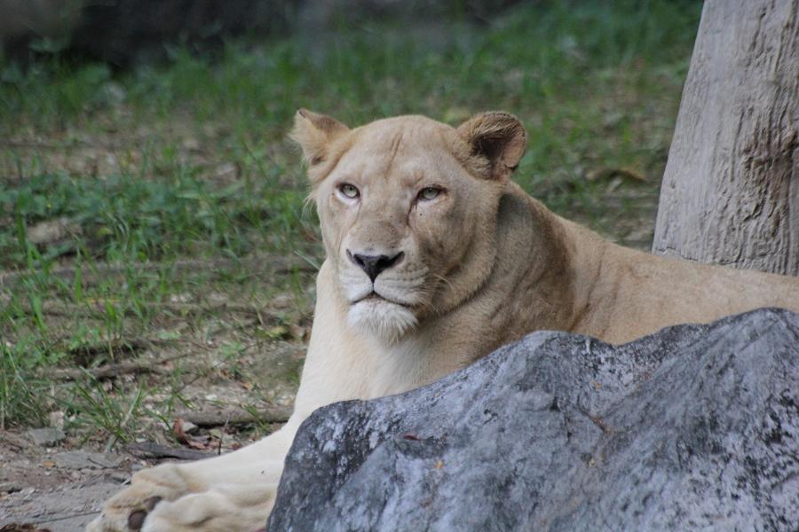 Крупная львица (лат. Panthera leo) лежит на траве под деревом среди камней. надменный взгляд и морда со шрамами. #крыльяногиихвосты