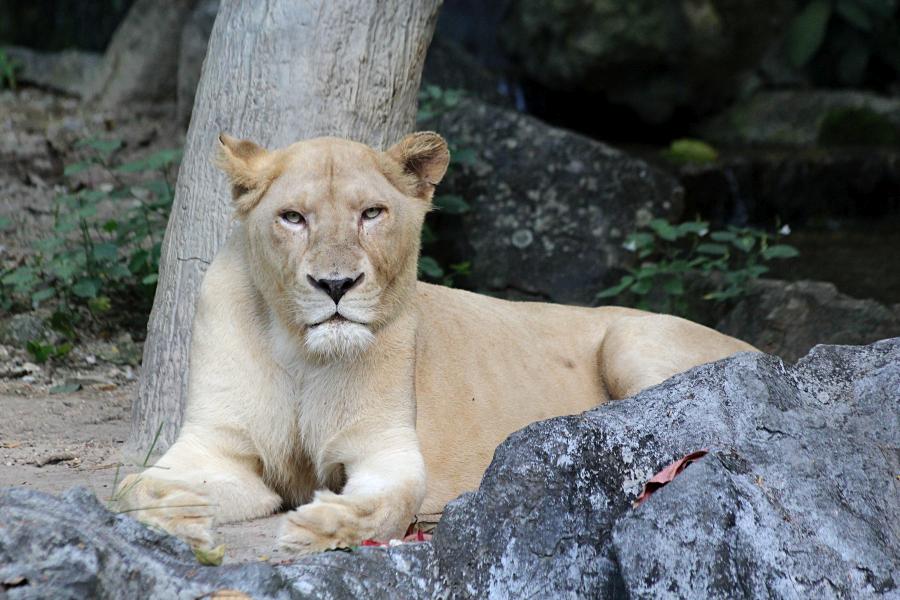Крупная львица (лат. Panthera leo) лежит на траве под деревом среди камней. надменный взгляд и морда со шрамами. #крыльяногиихвосты
