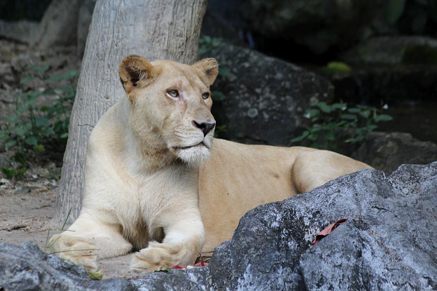 Крупная львица (лат. Panthera leo) лежит на траве под деревом среди камней. надменный взгляд и морда со шрамами. #крыльяногиихвосты