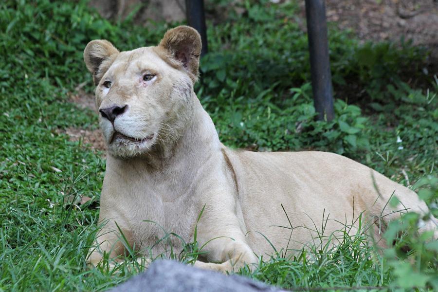 Крупная львица (лат. Panthera leo) лежит на траве под деревом среди камней. надменный взгляд и морда со шрамами. #крыльяногиихвосты