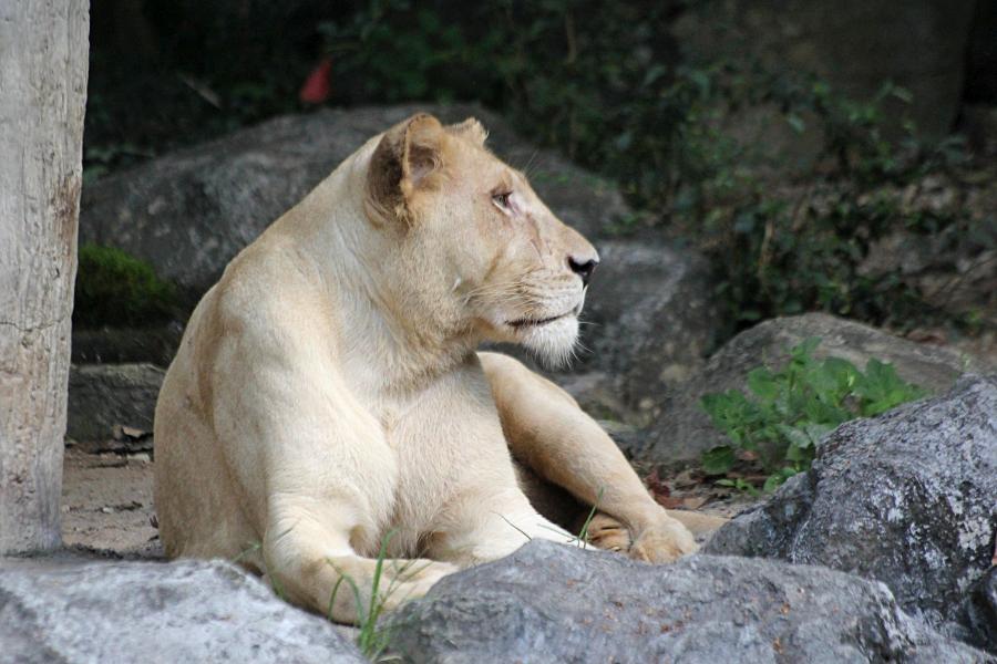 Крупная львица (лат. Panthera leo) лежит на траве под деревом среди камней. надменный взгляд и морда со шрамами. #крыльяногиихвосты