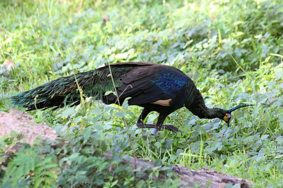 Зелёный павлин (лат. Pavo muticus, яванский павлин, исполинский павлин) - павлин из Юго-Восточной Азии с зелёным оперением с металлическим отливом и хохолком на голове, жёлтыми пятнами на белых щеках #крыльяногиихвосты