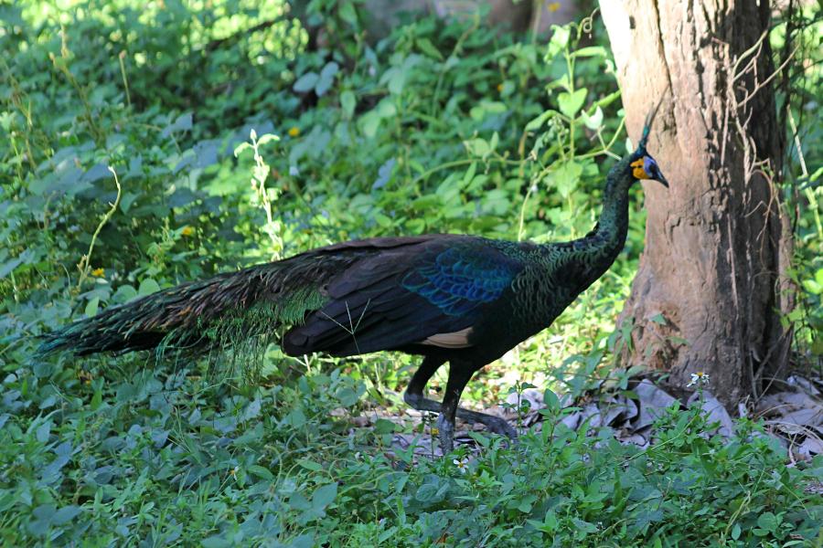 Зелёный павлин (лат. Pavo muticus, яванский павлин, исполинский павлин) - павлин из Юго-Восточной Азии с зелёным оперением с металлическим отливом и хохолком на голове, жёлтыми пятнами на белых щеках #крыльяногиихвосты