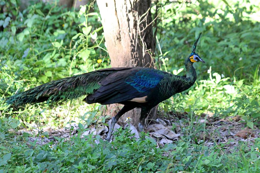 Зелёный павлин (лат. Pavo muticus, яванский павлин, исполинский павлин) - павлин из Юго-Восточной Азии с зелёным оперением с металлическим отливом и хохолком на голове, жёлтыми пятнами на белых щеках #крыльяногиихвосты