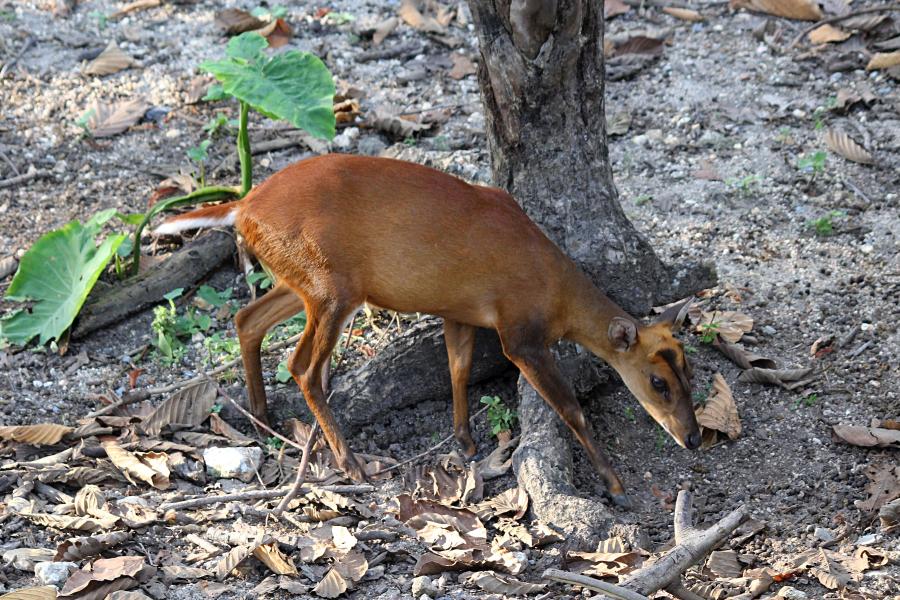 Индийский мунтжак (лат. Muntiacus muntjak) - небольшой олень размером с крупную собаку, с маленькими тонкими ногами и удлинённой мордой. Умеет лаять, потому называют лающим оленем (barking deer). #крыльяногиихвосты