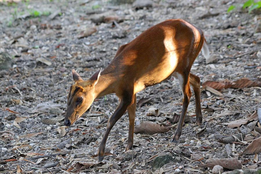 Индийский мунтжак (лат. Muntiacus muntjak) - небольшой олень размером с крупную собаку, с маленькими тонкими ногами и удлинённой мордой. Умеет лаять, потому называют лающим оленем (barking deer). #крыльяногиихвосты