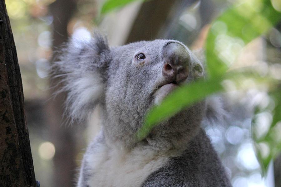 Портрет коалы (лат. Phascolarctos cinereus) - австралийский сумчатый «медвежонок» с серой шёрсткой, мохнатыми ушками и кожаным носом #крыльяногиихвосты
