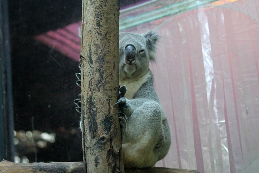 Портрет коалы (лат. Phascolarctos cinereus) - австралийский сумчатый «медвежонок» с серой шёрсткой, мохнатыми ушками и кожаным носом #крыльяногиихвосты