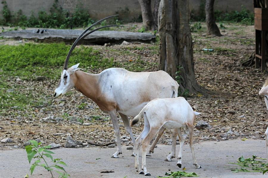 Сахарский орикс, или саблерогая антилопа (лат. Oryx dammah) - африканская антилопа светлого цвета с очень длинными тонкими рогами и рисунком-маской на лице #крыльяногиихвосты