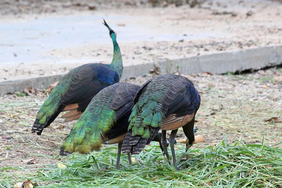 Зелёный павлин (лат. Pavo muticus, яванский павлин, исполинский павлин) - павлин из Юго-Восточной Азии с зелёным оперением с металлическим отливом и хохолком на голове, жёлтыми пятнами на белых щеках #крыльяногиихвосты