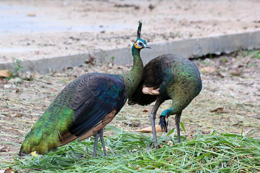 Зелёный павлин (лат. Pavo muticus, яванский павлин, исполинский павлин) - павлин из Юго-Восточной Азии с зелёным оперением с металлическим отливом и хохолком на голове, жёлтыми пятнами на белых щеках #крыльяногиихвосты