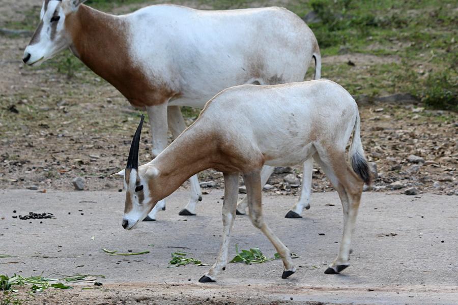 Сахарский орикс, или саблерогая антилопа (лат. Oryx dammah) - африканская антилопа светлого цвета с очень длинными тонкими рогами и рисунком-маской на лице #крыльяногиихвосты