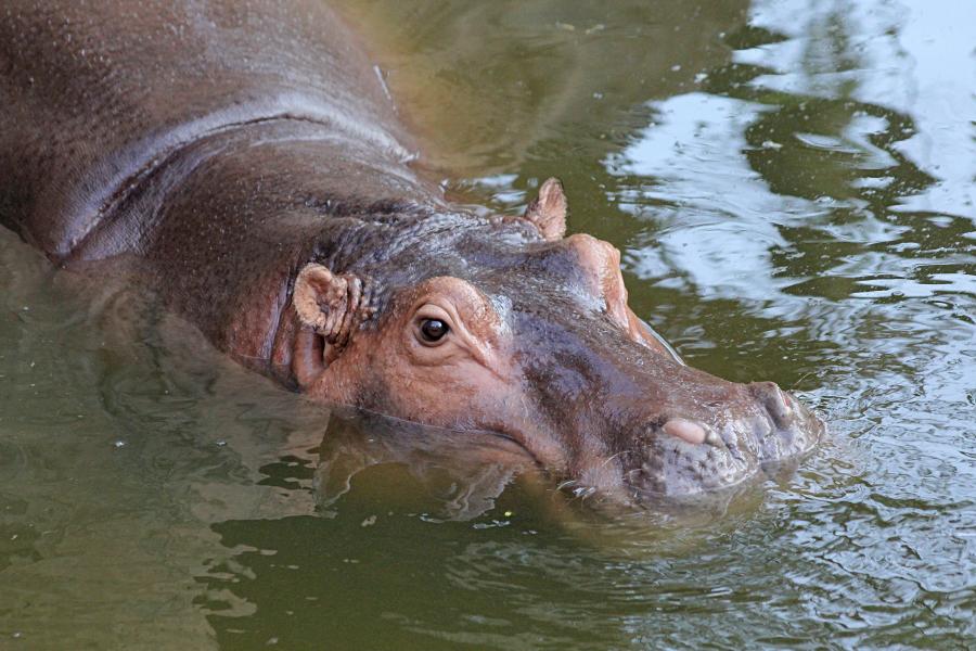 Обыкновенный бегемот, гиппопотам (Hippopotamus amphibius) скрывшийся в воде, только высоко расположенные глаза и ноздри торчат над ней. бегемотьи ушки. #крыльяногиихвосты