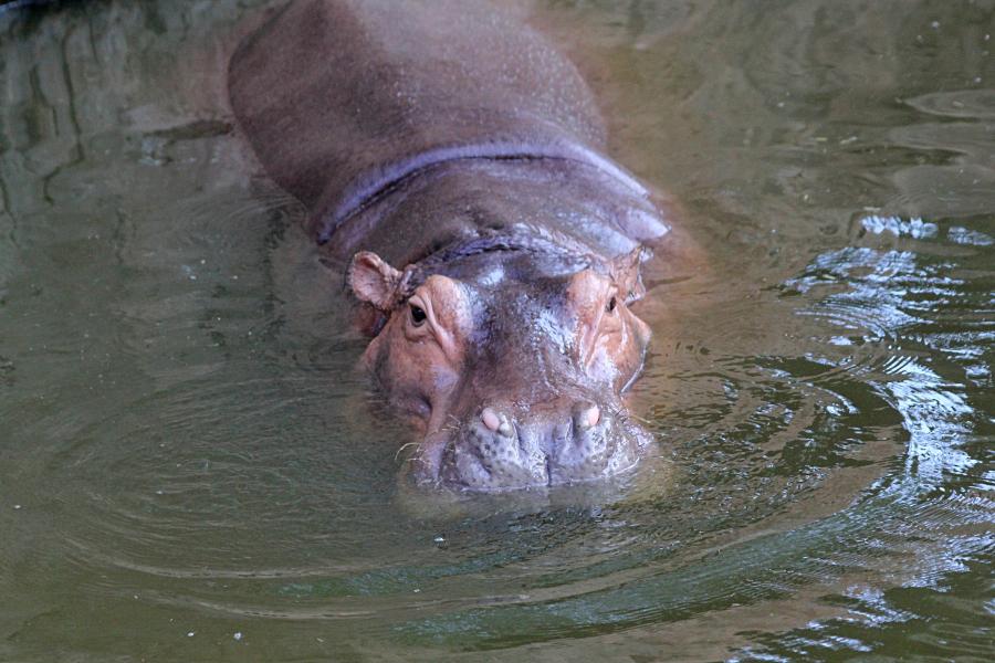 Обыкновенный бегемот, гиппопотам (Hippopotamus amphibius) скрывшийся в воде, только высоко расположенные глаза и ноздри торчат над ней. бегемотьи ушки. #крыльяногиихвосты