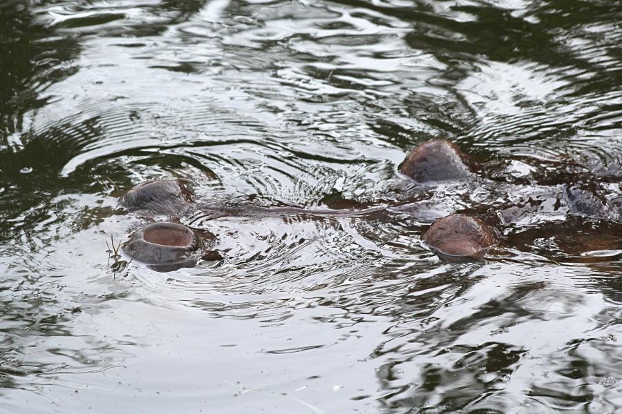 Обыкновенный бегемот, гиппопотам (Hippopotamus amphibius) скрывшийся в воде, только высоко расположенные глаза и ноздри торчат над ней. бегемотьи ушки. #крыльяногиихвосты