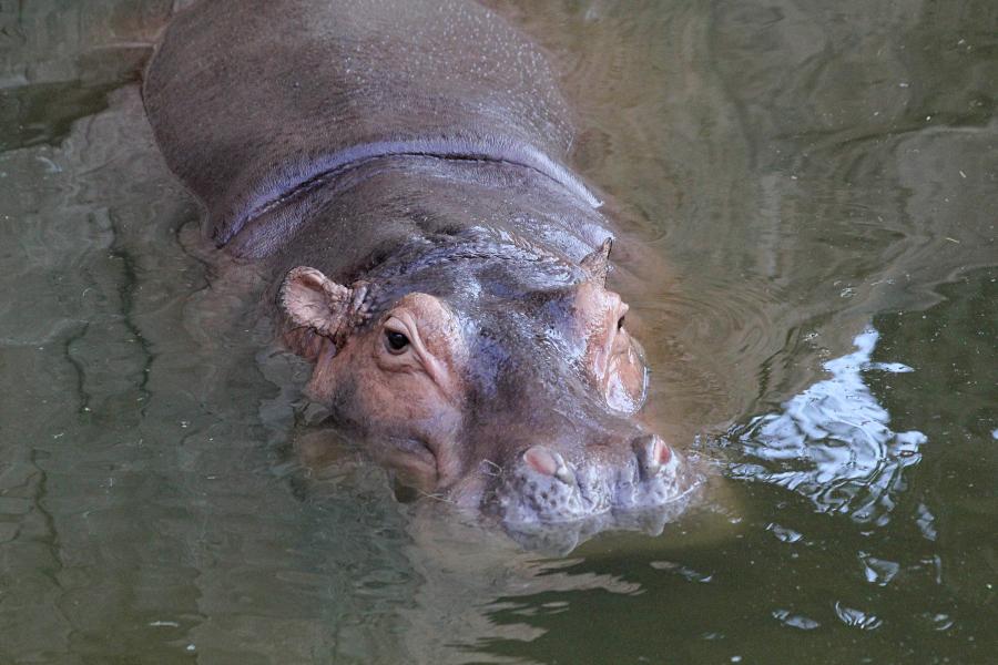 Обыкновенный бегемот, гиппопотам (Hippopotamus amphibius) скрывшийся в воде, только высоко расположенные глаза и ноздри торчат над ней. бегемотьи ушки. #крыльяногиихвосты