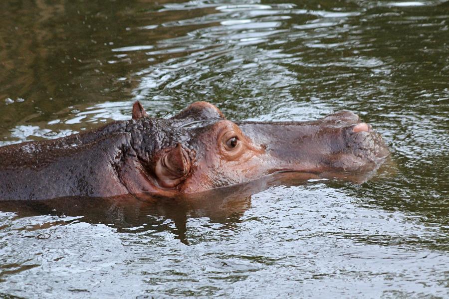 Обыкновенный бегемот, гиппопотам (Hippopotamus amphibius) скрывшийся в воде, только высоко расположенные глаза и ноздри торчат над ней. бегемотьи ушки. #крыльяногиихвосты