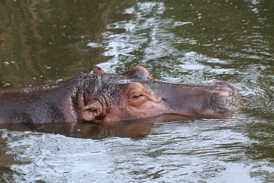 Обыкновенный бегемот, гиппопотам (Hippopotamus amphibius) скрывшийся в воде, только высоко расположенные глаза и ноздри торчат над ней. бегемотьи ушки. #крыльяногиихвосты