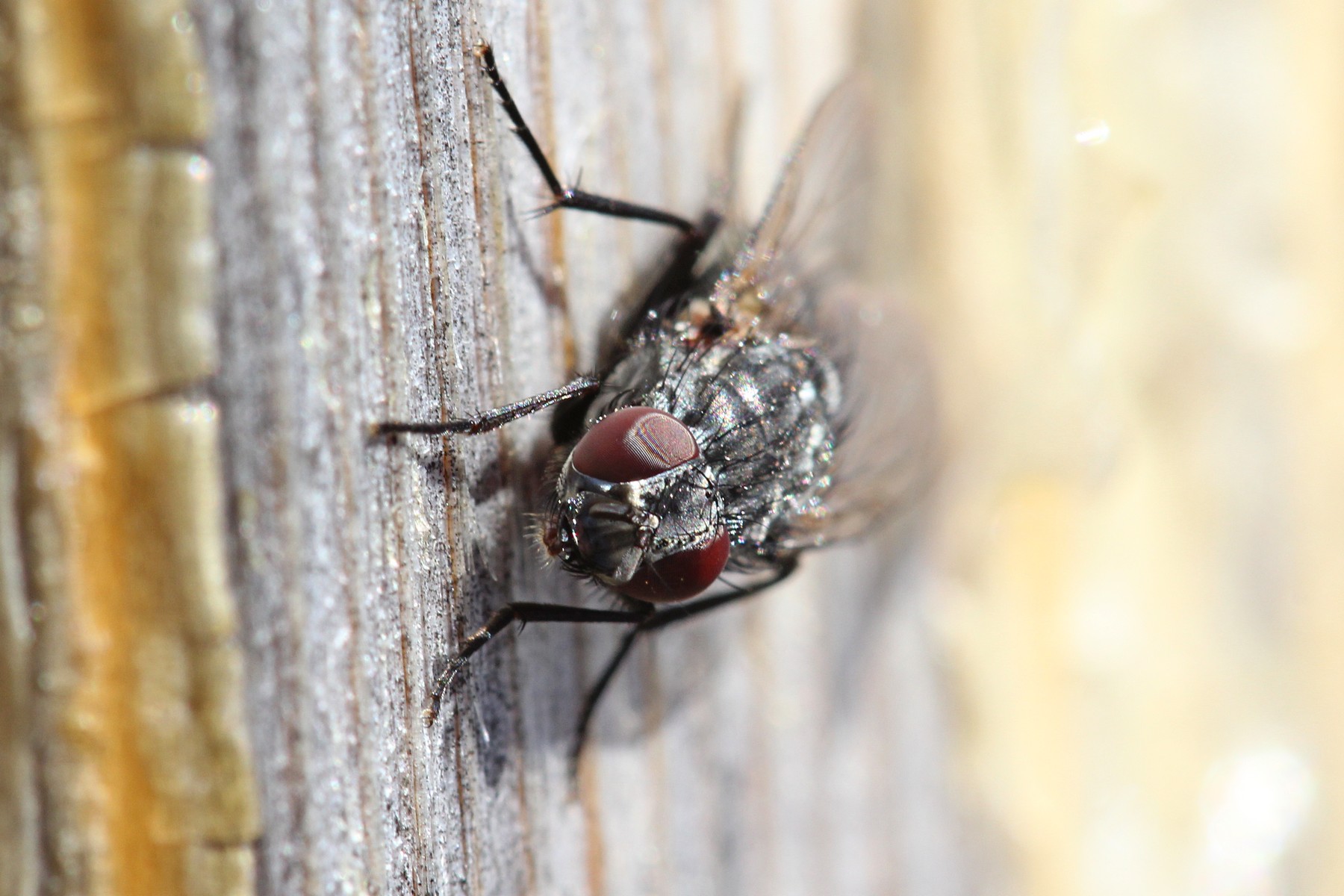 Весенняя муха. Первое появление весной мух Костромской области. Как просыпается Муха. Когда можно увидеть весной муху.