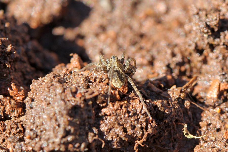 Серый мохнатый паук-волк (Lycosidae) на комке земли