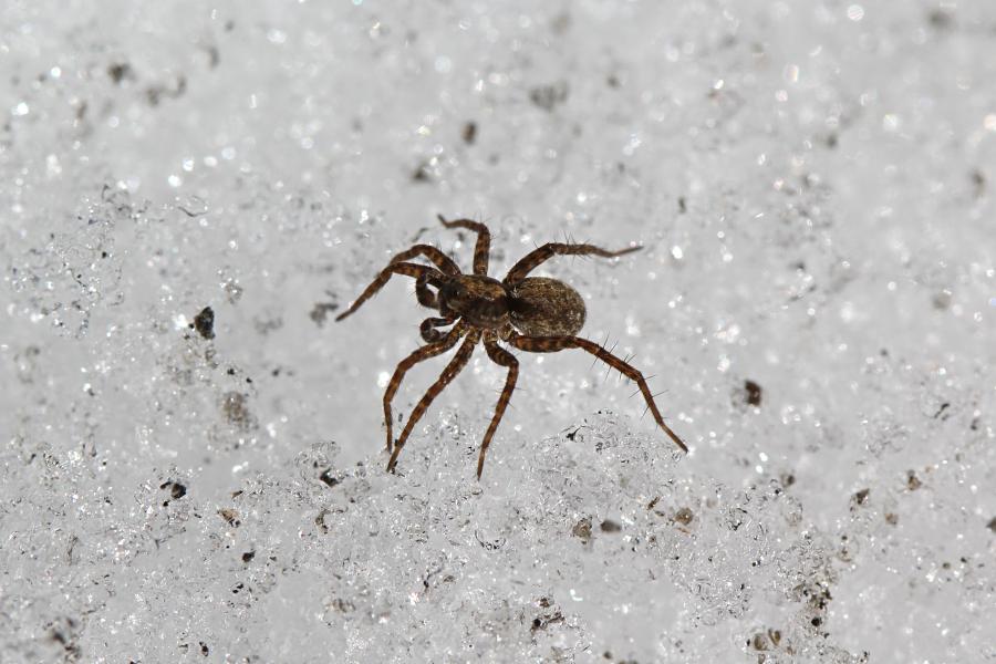 Паук-волк (Lycosidae) на белом снегу, серого цвета с бурой шерсткой и волосками на ногах