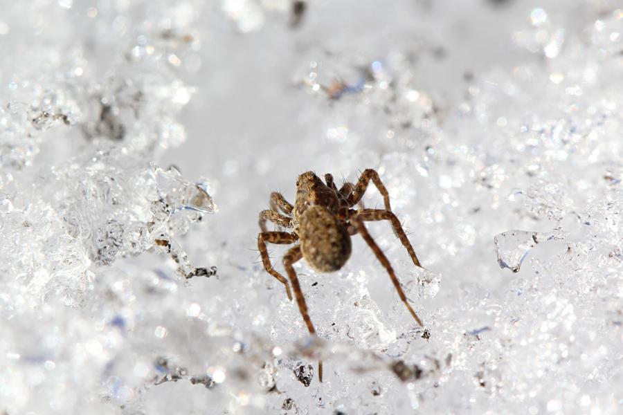 Паук-волк (Lycosidae) на белом снегу, серого цвета с бурой шерсткой и волосками на ногах