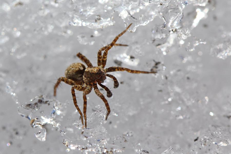 Паук-волк (Lycosidae) на белом снегу, серого цвета с бурой шерсткой и волосками на ногах