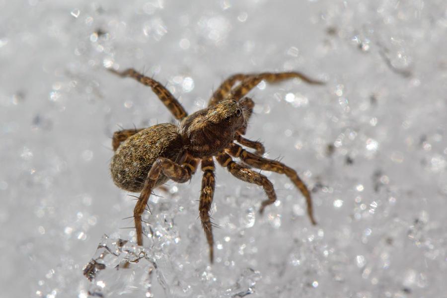 Паук-волк (Lycosidae) на белом снегу, серого цвета с бурой шерсткой и волосками на ногах