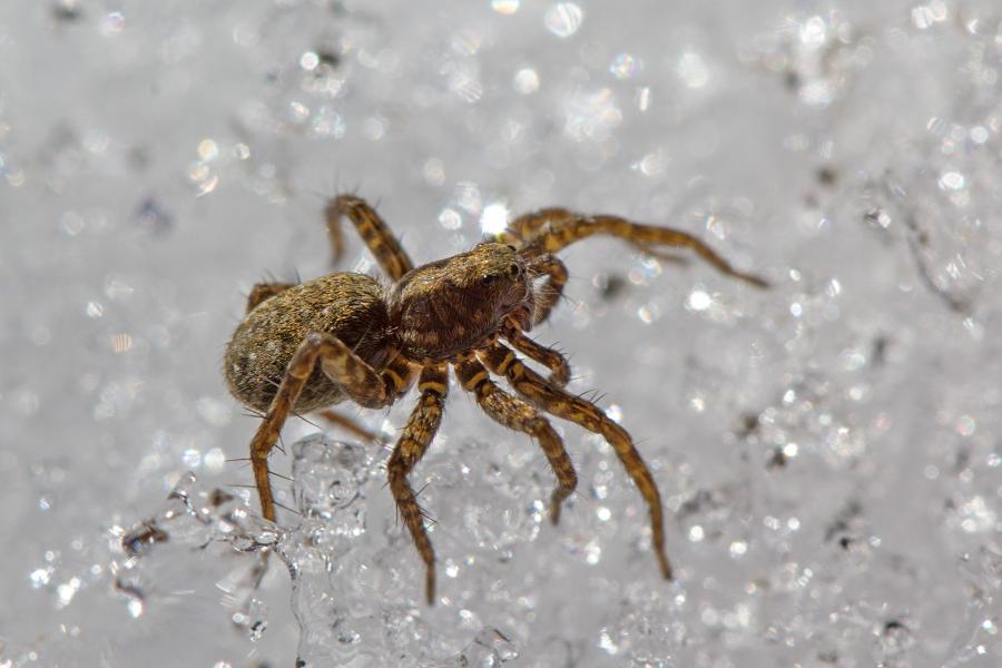 Паук-волк (Lycosidae) на белом снегу, серого цвета с бурой шерсткой и волосками на ногах