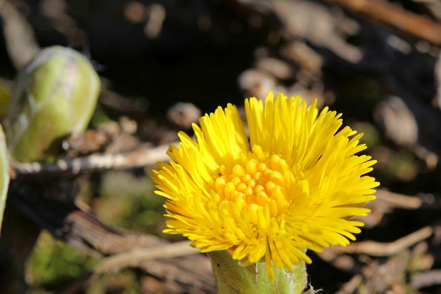 Яркий жёлтый цветок мать-и-мачехи ранней весной