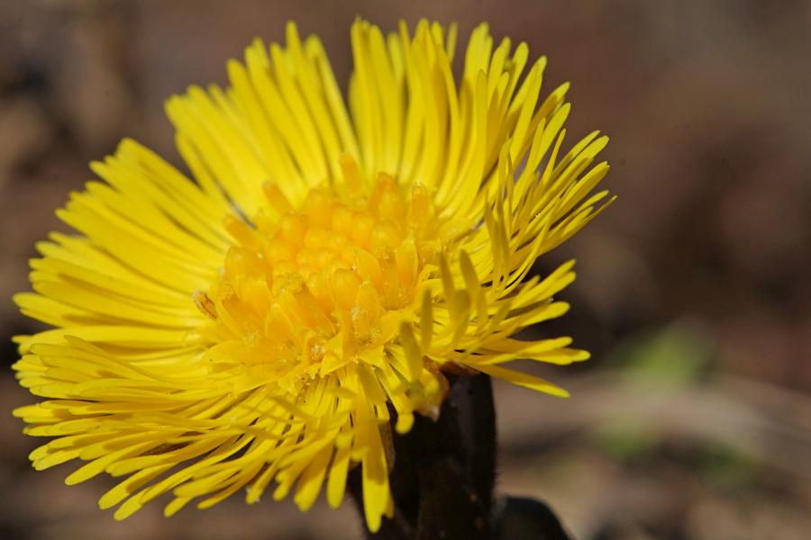 Яркий жёлтый цветок мать-и-мачехи ранней весной