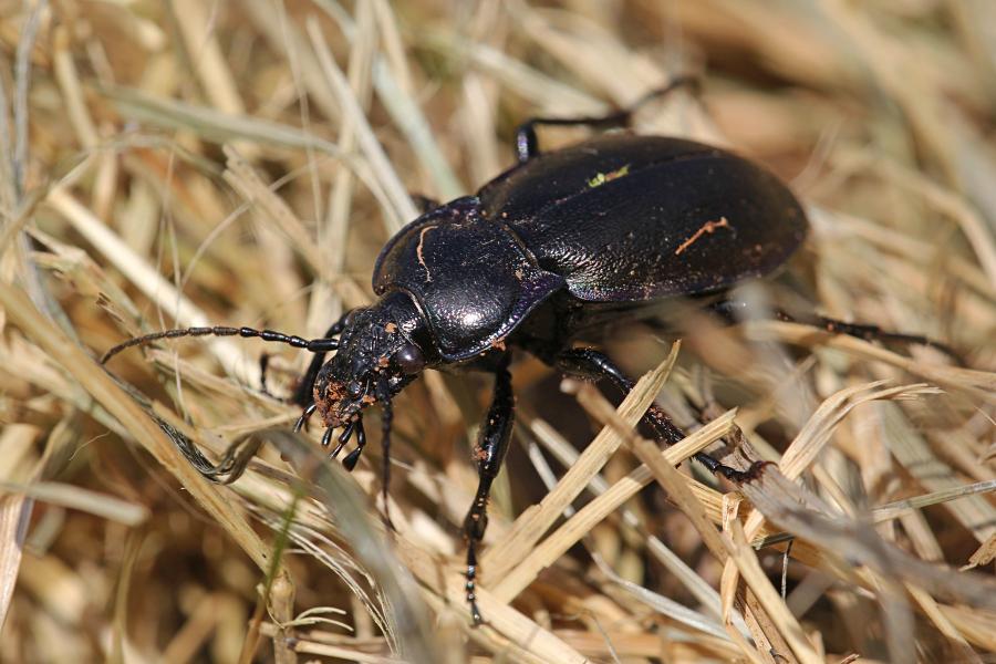 Фиолетово-чёрная жужелица (лат. Carabus) ранней весной среди прошлогодней пожухшей травы