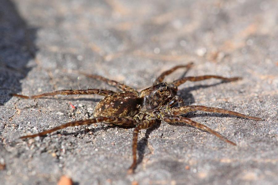 Паук-волк (лат. Lycosidae) с серо-бурой шёрсткой греется в лучах апрельского солнца