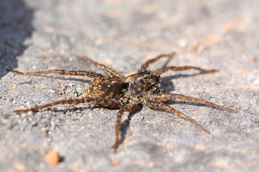 Паук-волк (лат. Lycosidae) с серо-бурой шёрсткой греется в лучах апрельского солнца